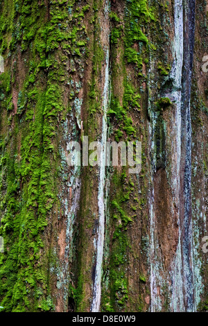 Muschi e licheni sul tronco di un dead Western Red Cedar tree Foto Stock