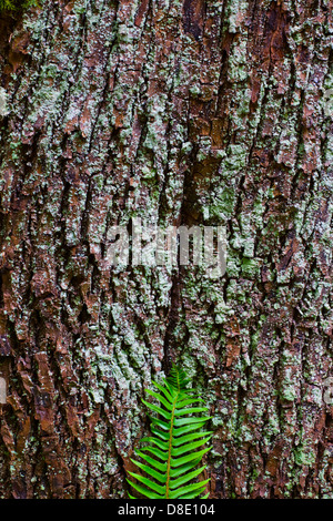 Fern frond contro una coppia di acero tronco di albero Foto Stock