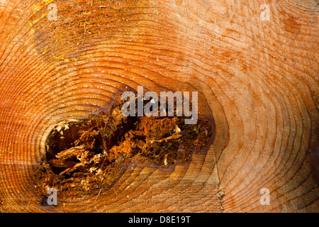 Prove di decomporsi in una giovane Western Red Cedar tree, British Columbia, Canada Foto Stock