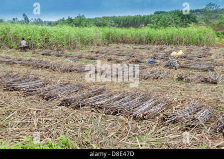 Campo di canna da zucchero Foto Stock