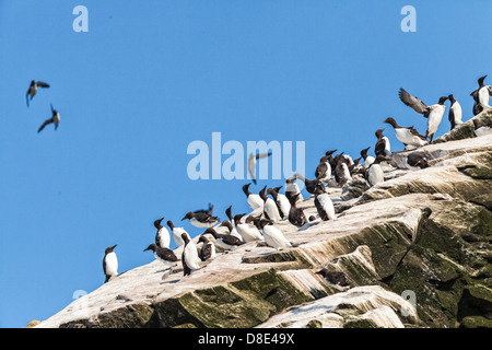 Murres comune o Guillemots sulla cima di una scogliera Foto Stock