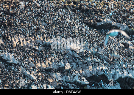 Colonia di comune o Murres Guillemots su una scogliera Foto Stock