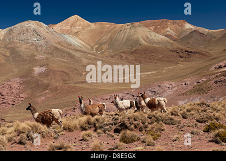 Llama (Lama glama) nelle montagne delle Ande, Bolivia Foto Stock