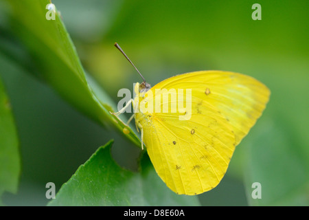 Farfalla arancione-sbarrate zolfo (Phoebis philea) su una foglia Foto Stock