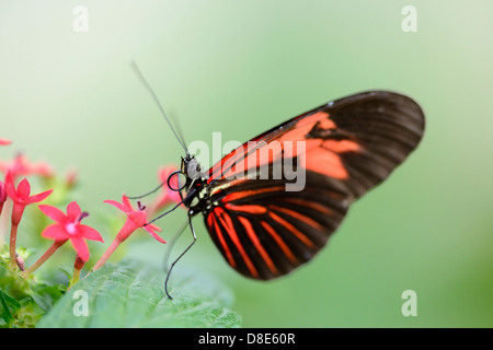 Butterfly portalettere Butterfly (Heliconius melpomene :) su una foglia Foto Stock