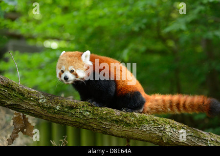 Panda rosso (Ailurus fulgens) su un ramo Foto Stock