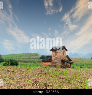 Paesaggio rurale con la casa in un campo di canna da zucchero Foto Stock