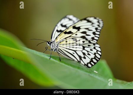 Butterfly Grande Albero Nymph (Idea leuconoe) su una foglia Foto Stock