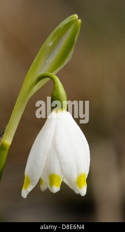 Molla di fioritura e il simbolo del fiocco di neve (Leucojum vernum) Foto Stock
