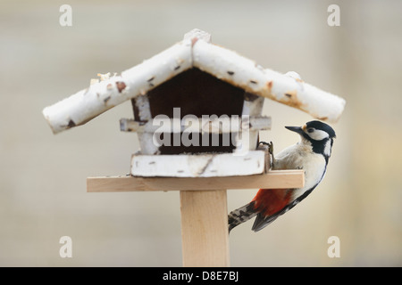 Picchio rosso maggiore (Dendrocopos major) su una tavola di uccelli Foto Stock