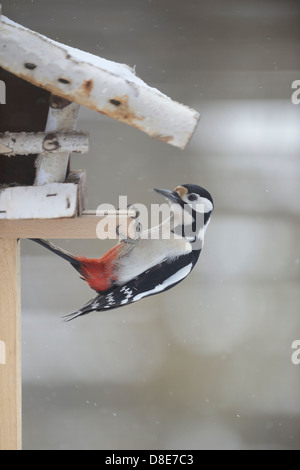 Picchio rosso maggiore (Dendrocopos major) su una tavola di uccelli Foto Stock