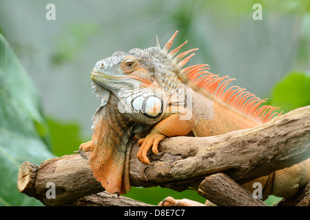 Verde (Iguana Iguana iguana) giacente su di un ramo Foto Stock