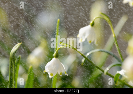 Fiocchi di neve di primavera (Leucojum vernum) in caso di pioggia, close-up Foto Stock