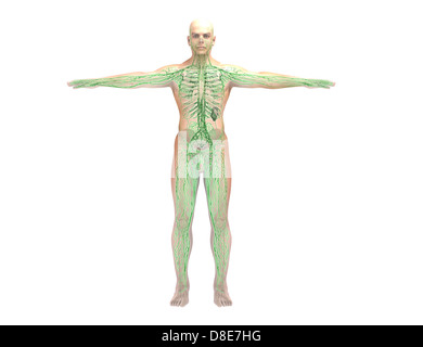 Illustrazione di un modello anatomico Foto Stock