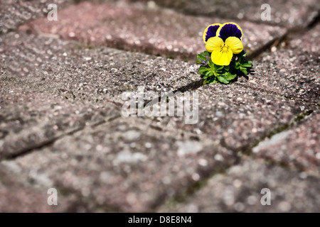 Cornuto viola, viola cornuta, sta crescendo tra pietre per pavimentazione Foto Stock