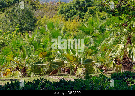 Giardini Parque de La Paloma, Benalmadena Andalusia, Spagna Foto Stock