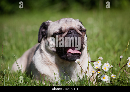 Femmina pug dog giacente in Prato Foto Stock