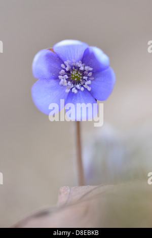 Hepatica comune, Anemone hepatica, Alto Palatinato, Baviera, Germania, Europa Foto Stock