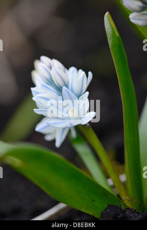 Puschkinia, Puschkinia scilloides, in giardino, Baviera, Germania, Europa Foto Stock