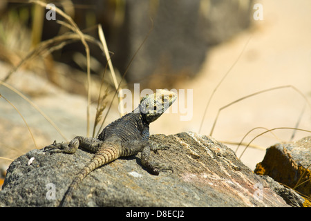 Starred AGAMA SA (Laudakia stellio) lizard su una roccia presso l'isola di Delos in Grecia Foto Stock