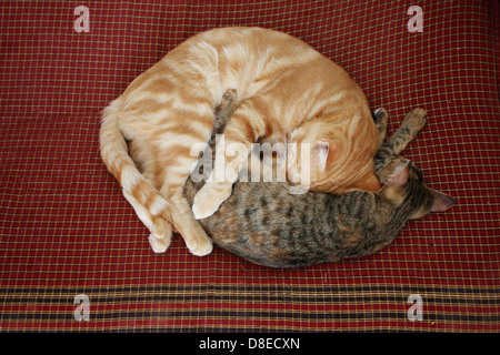 Due gatti sono dormire rannicchiato sulla biancheria da letto. Foto Stock