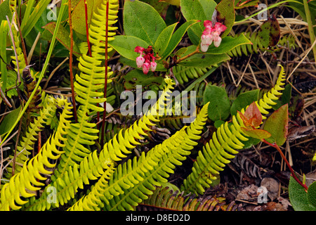 Salal Gaultheria shallon con fronde di felce Haida Gwaii, Queen Charlotte Islands, Gwaii Haanas National Park, British Columbia, Canada Foto Stock