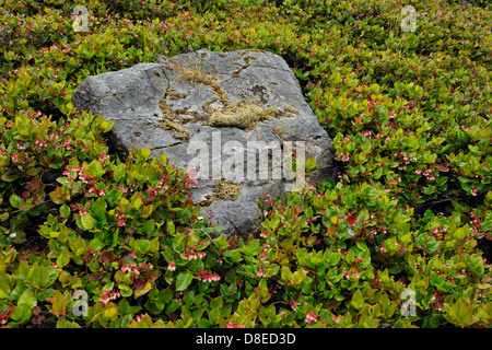 Fioritura Salal arbusti e rock Hot Spring Island Haida Gwaii Queen Charlotte Islands Gwaii Haanas National Park BC Canada Foto Stock