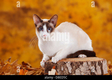 Gatto siamese gatto, seychellois-cioccolata-point-white |Siamkatze, seychellois-cioccolata-point-bianco / Siamesin Foto Stock