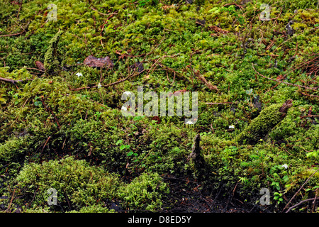 SGang Gwaay Isola Gwaii Haanas National Park- Muschi e fioritura pyrola Haida Gwaii della Columbia britannica in Canada Foto Stock