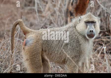 Le scimmie in Tsavo National Park, Kenya Foto Stock