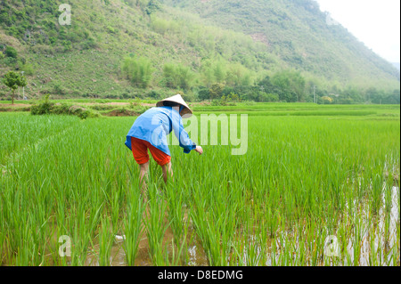 Sapa regione nel Nord Vietnam - donna che lavorano nel settore del riso Foto Stock