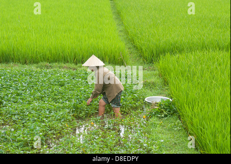 Sapa regione nel Nord Vietnam - donna che lavorano nel settore del riso Foto Stock