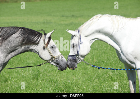 Due stalloni arabo con show halters sniffing ogni altro Foto Stock