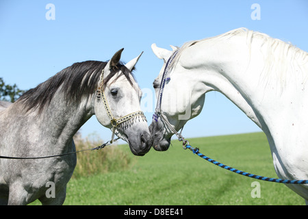 Due stalloni arabo con show halters sniffing ogni altro Foto Stock