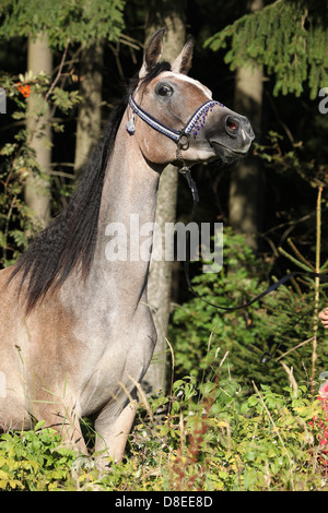 Nizza mare Arabico con show halter di fronte al forrest Foto Stock