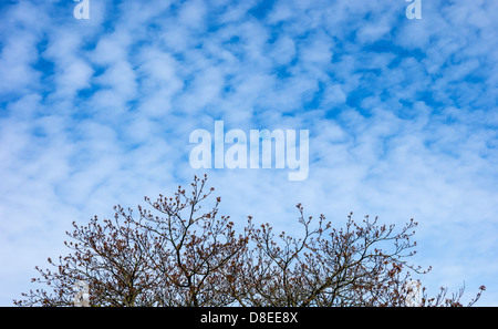 Soffici nuvole bianche contro il profondo blu del cielo Foto Stock