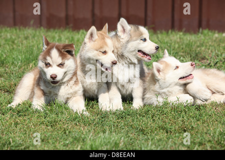 Gruppo di siberian husky cuccioli siiting e giacente sull'erba Foto Stock