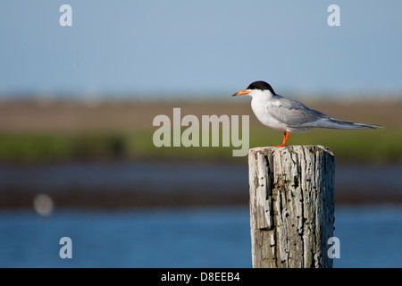 Forster's tern arroccato su un pilone - Sterna forsteri Foto Stock