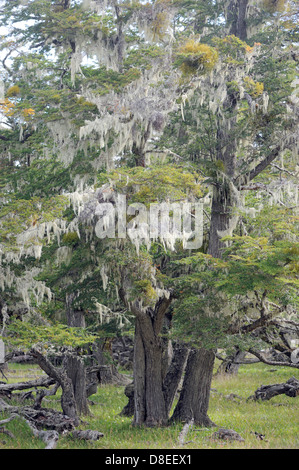 I licheni festone un faggio australe (specie Nothofagus) tree sulla costa atlantica dell'Argentina vicino a Ushuaia. Foto Stock