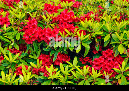 Rododendri in fiore a Porto Rose B&B Haida Gwaii, Queen Charlotte Islands, Gwaii Haanas National Park, British Columbia, Canada Foto Stock