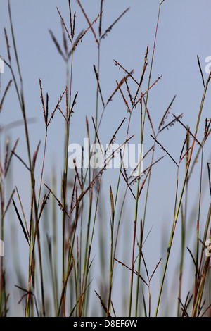 Big bluestem prairie erba Ohio Foto Stock