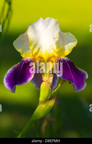 Bellissimo singolo fiore iris. Foto Stock