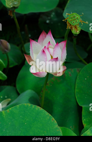 Lotus bloom nello stagno Foto Stock