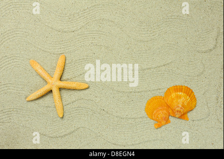 Stella di mare e conchiglie con telaio sulla spiaggia, memorie di viaggio Foto Stock