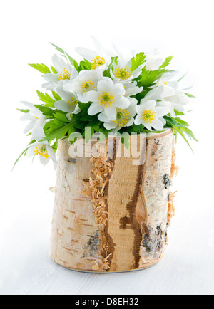 Bouquet di bianco fiori di primavera, il legno di anemoni, in un rustico di legno di betulla vaso Foto Stock