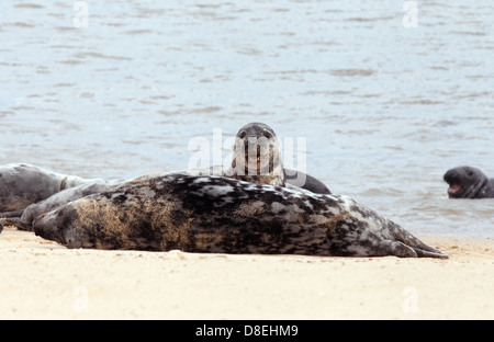 Comune o porto ( Porto ) guarnizioni, Horsey Beach, Norfolk coast, East Anglia England Regno Unito Foto Stock