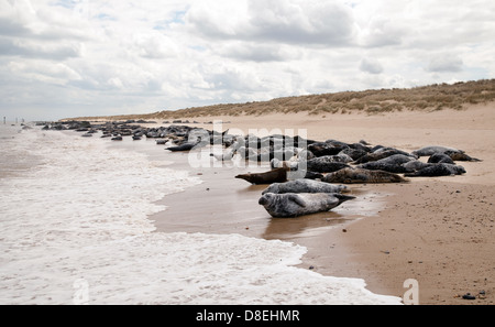 Norfolk Coast - Porto per guarnizioni sulla spiaggia Horsey, Norfolk, East Anglia England Regno Unito Foto Stock