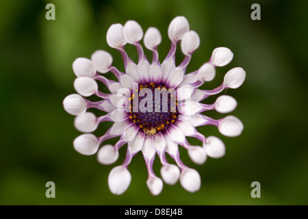 Close-up di Viola Osteospermum Daisy Foto Stock