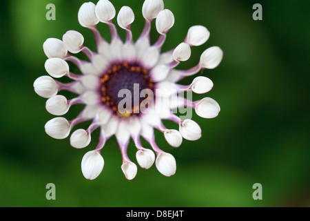 Close-up di Viola Osteospermum Daisy Foto Stock