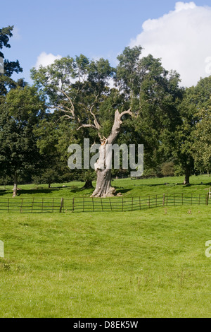 Cenere di antico albero che cresce in pascolo e del parco nei pressi del villaggio di Thornton Steward Wensleydale Yorkshire Dales Inghilterra Foto Stock